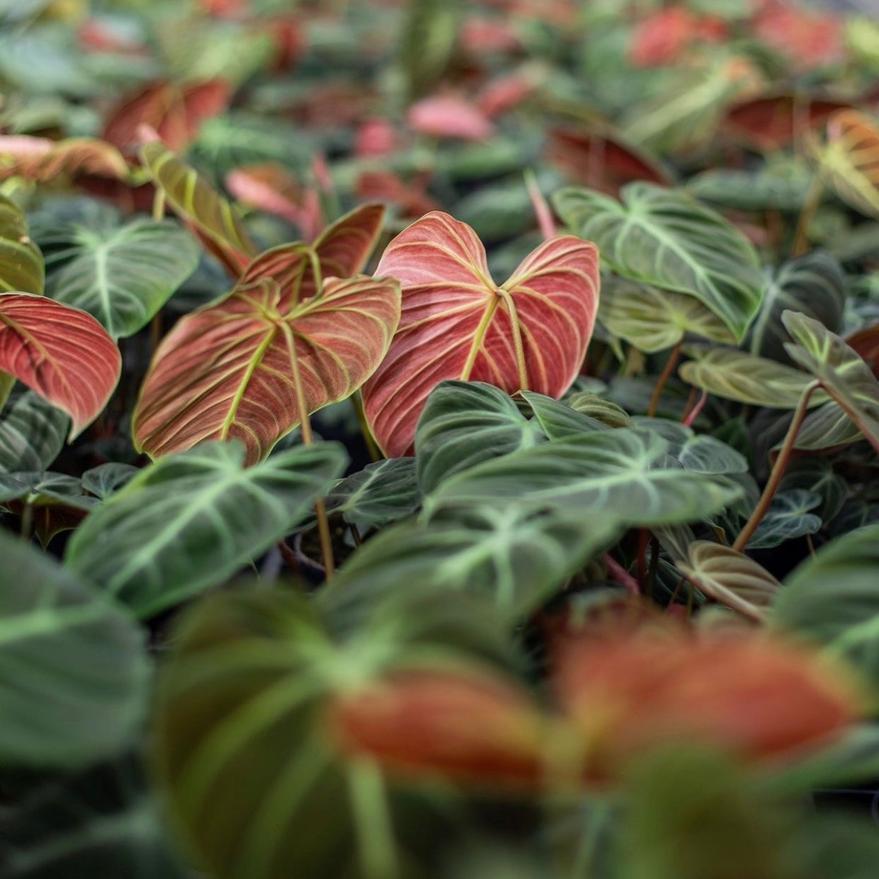 Philodendron El Choco Red C
