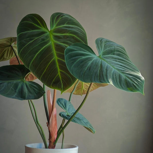 Philodendron El Choco Red L