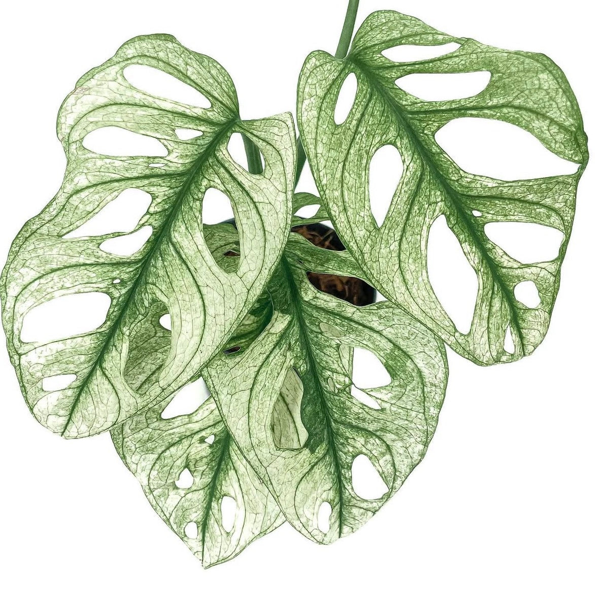 Monstera Adansonii Archipelago