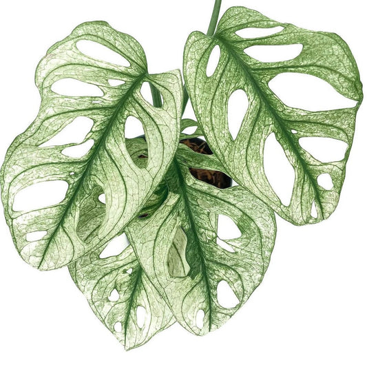 Monstera Adansonii Archipelago