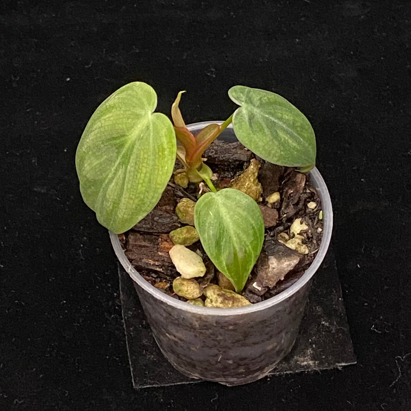 Philodendron El Choco Red C