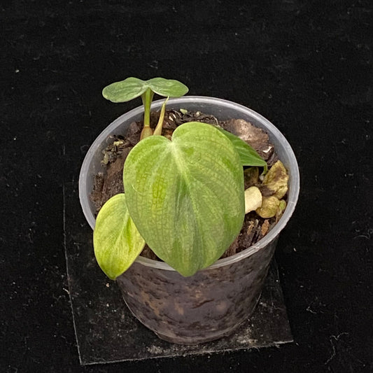 Philodendron El Choco Red C