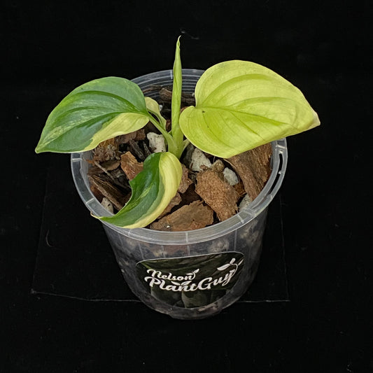 Homalomena Rubescens Aurea Variegated H