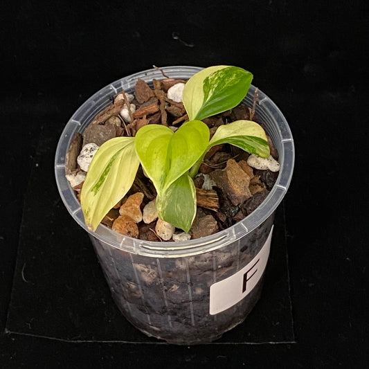 Homalomena Rubescens Aurea Variegated F