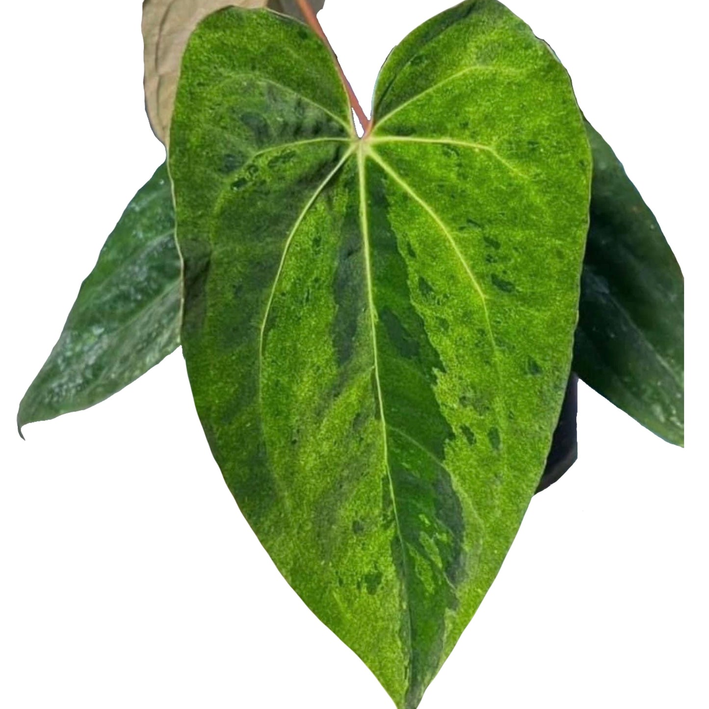 Anthurium Dark Phoenix Mint B