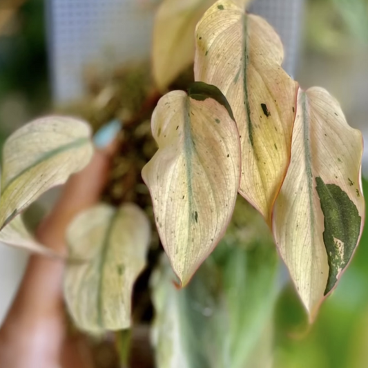 Philodendron Pink Mint Micans D