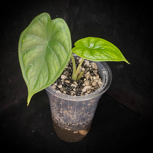 Alocasia Dragon Scale - Kids Project