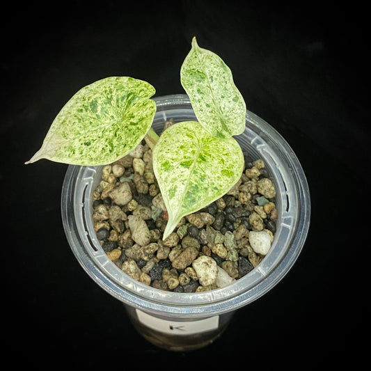 Alocasia Dragon Scale Mint Variegated K