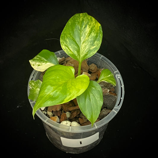 Homalomena Rubescens Aurea Variegated I