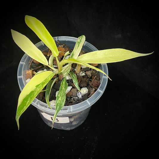 Philodendron Florida Beauty × Tortum Variegated B