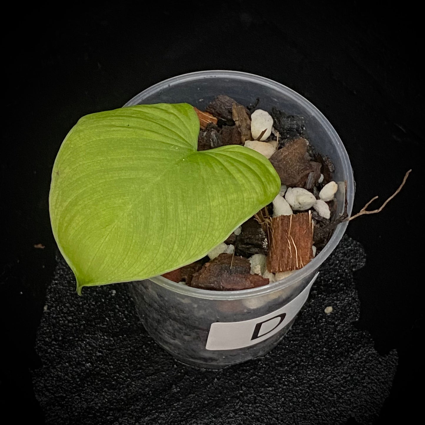 Philodendron Fibraecataphyllum D