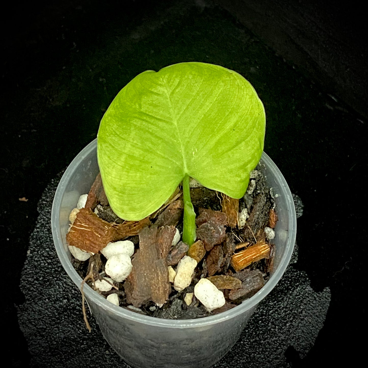 Philodendron Fibraecataphyllum D