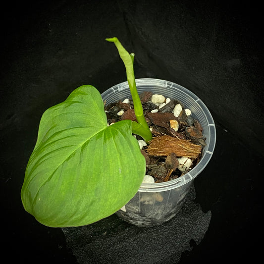 Philodendron Fibraecataphyllum E