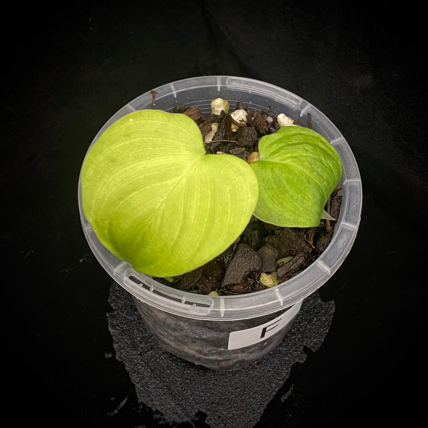 Philodendron Fibraecataphyllum F