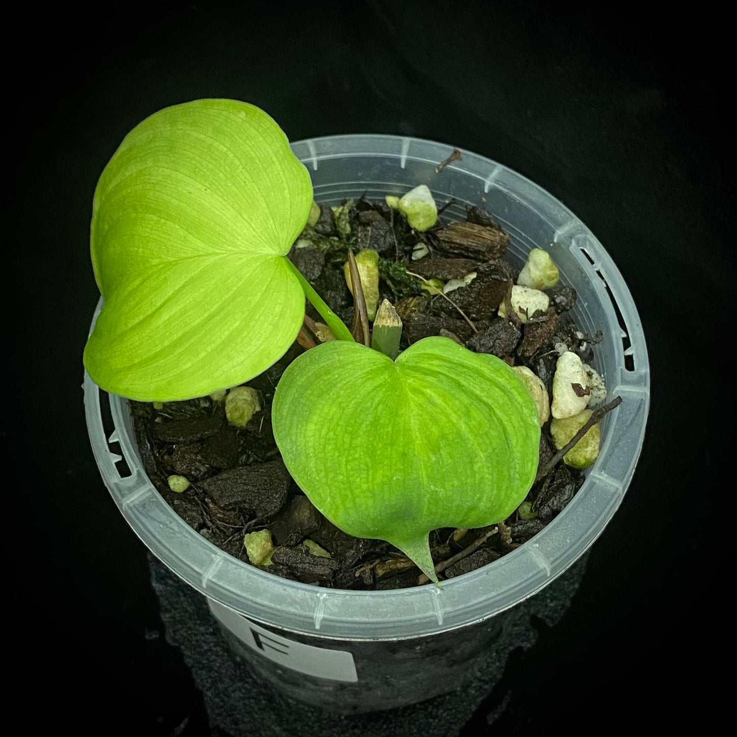 Philodendron Fibraecataphyllum F