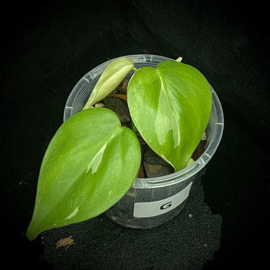 Philodendron Albo Heartleaf G