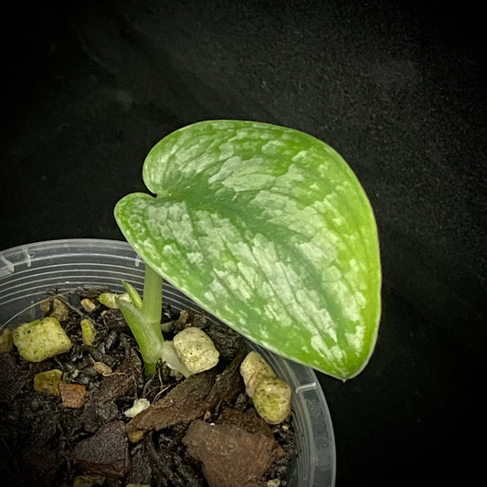 Scindapsus Silver Splash D