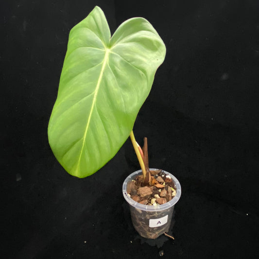 Philodendron Pastazanum D