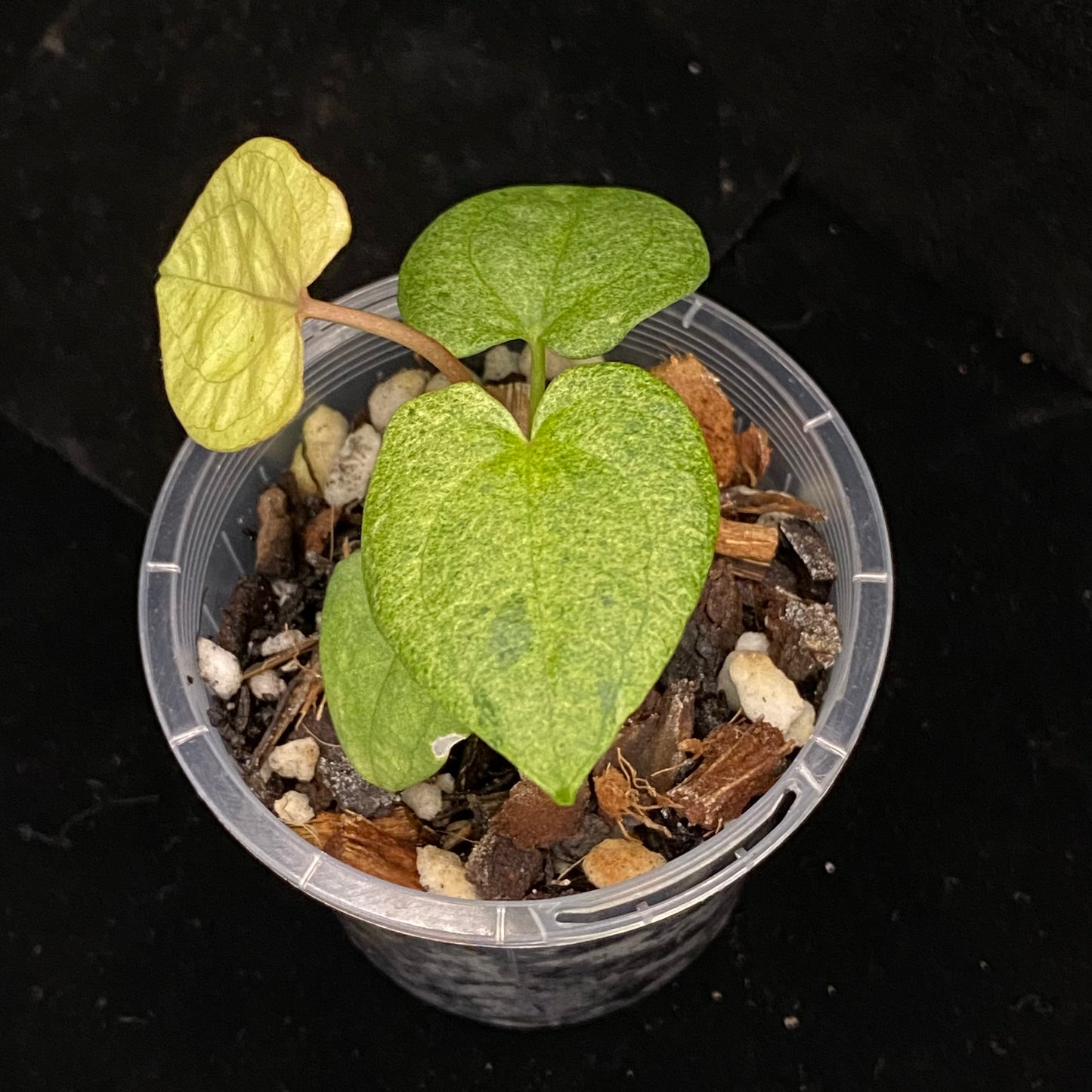 Anthurium Dark Phoenix Mint B