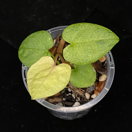 Anthurium Dark Phoenix Mint B