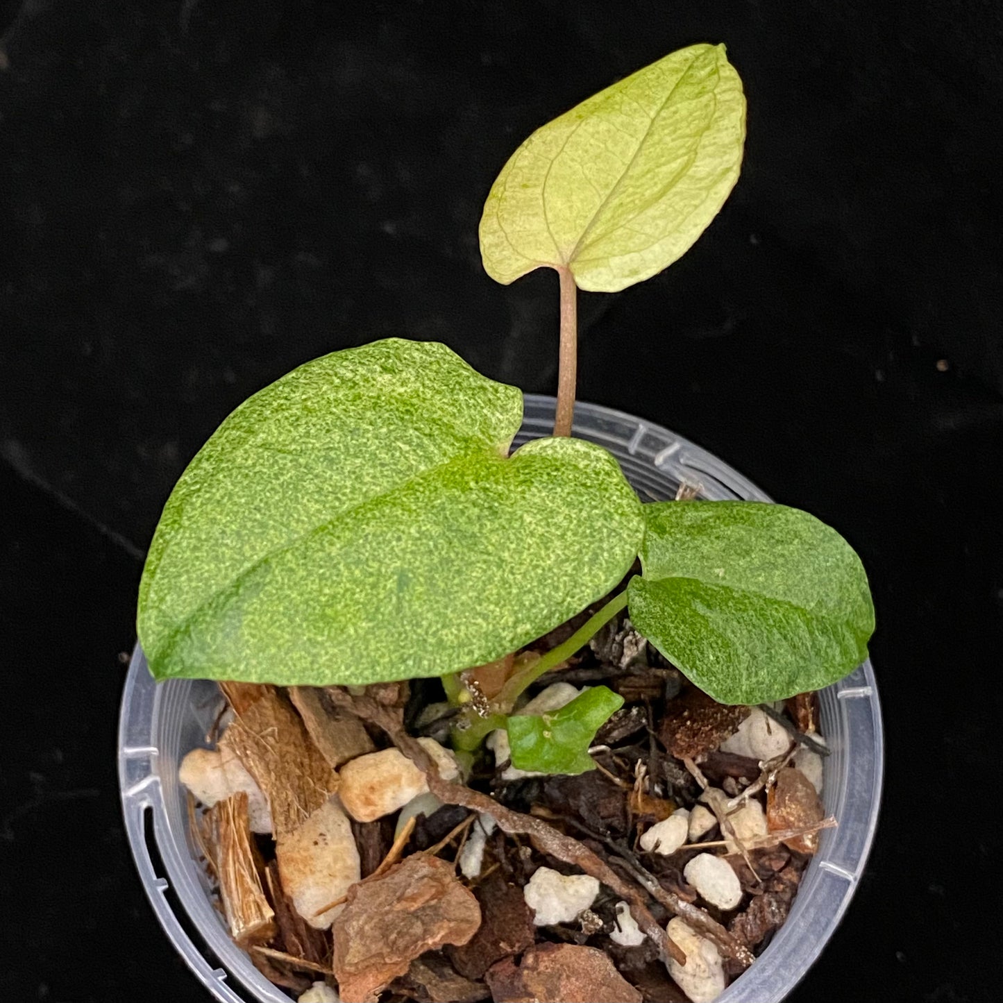 Anthurium Dark Phoenix Mint C