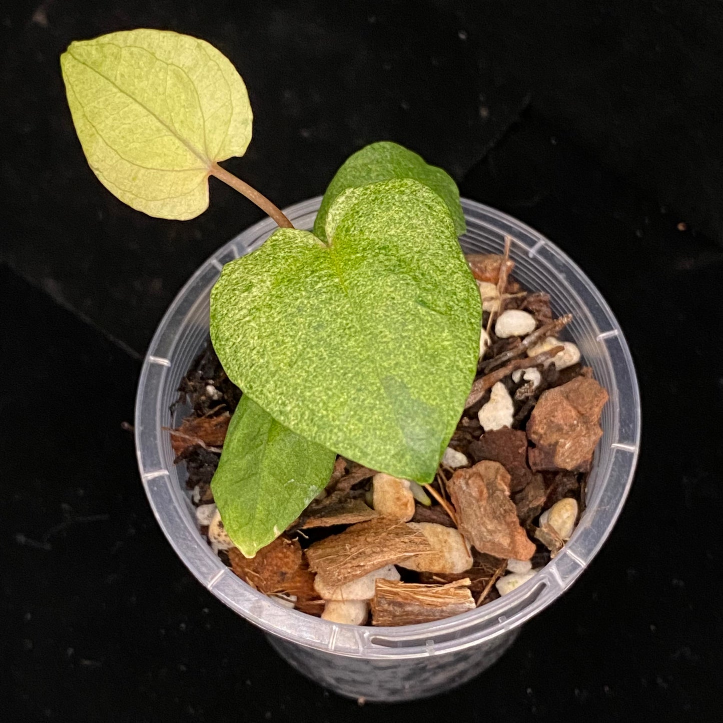 Anthurium Dark Phoenix Mint C