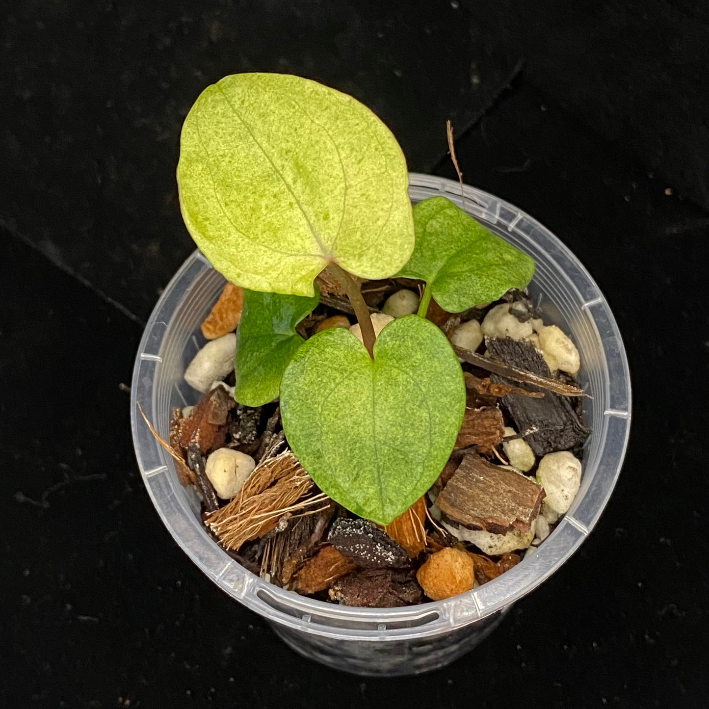 Anthurium Dark Phoenix Mint E