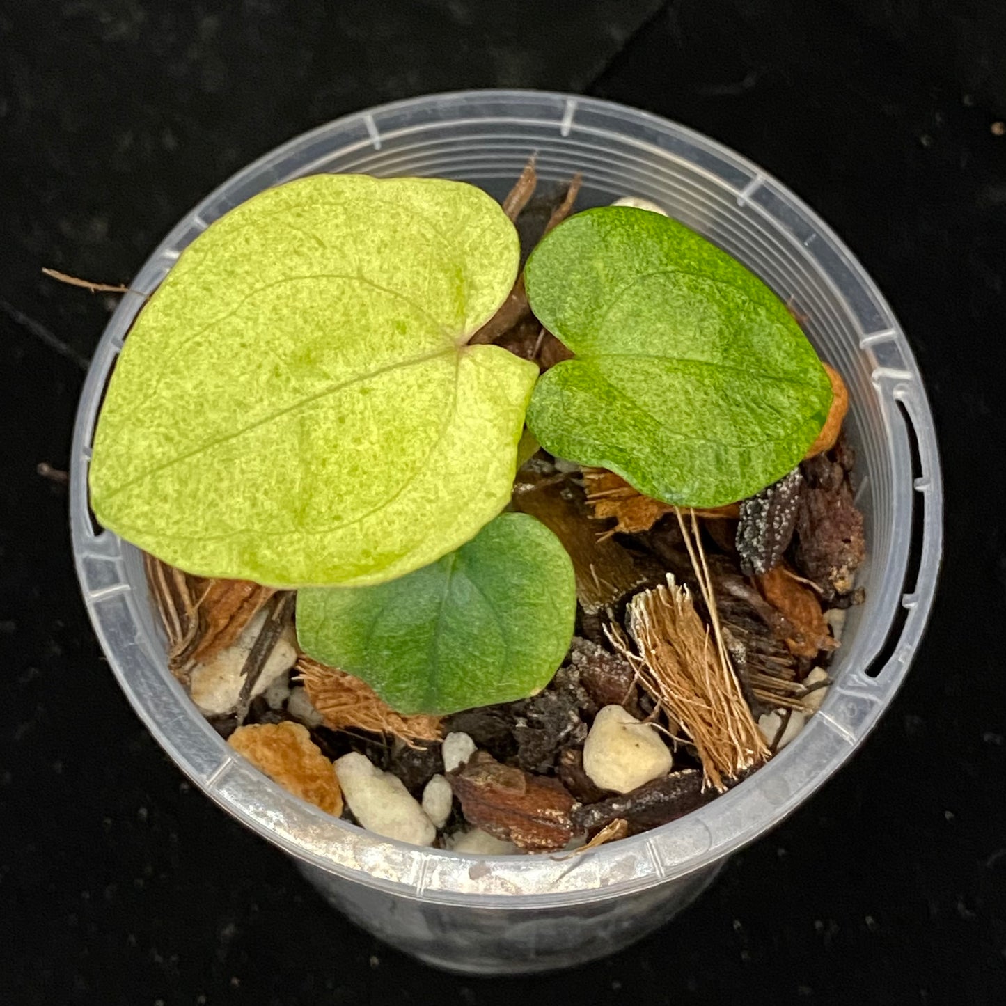 Anthurium Dark Phoenix Mint E