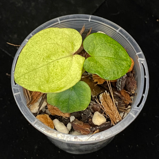 Anthurium Dark Phoenix Mint E