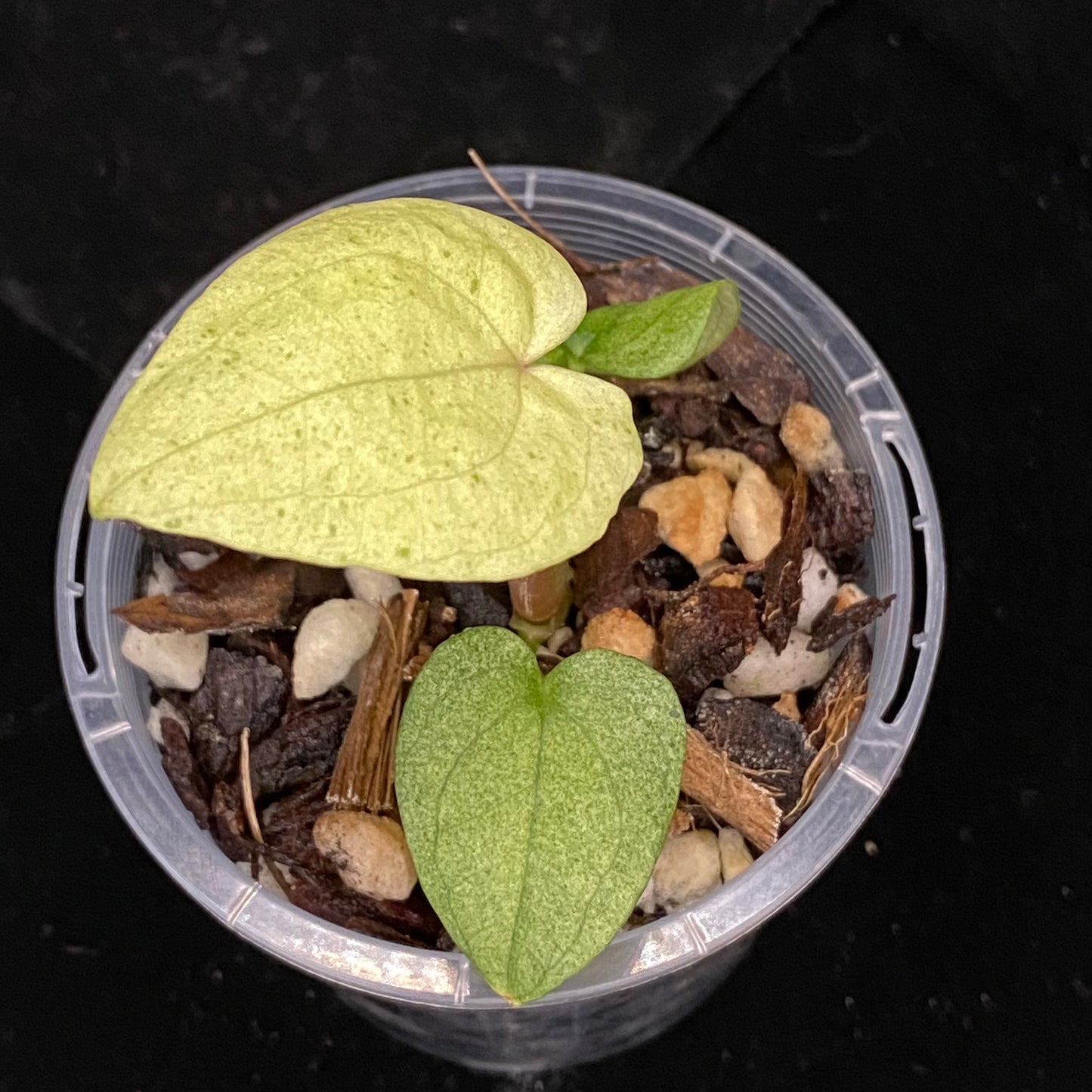 Anthurium Dark Phoenix Mint I