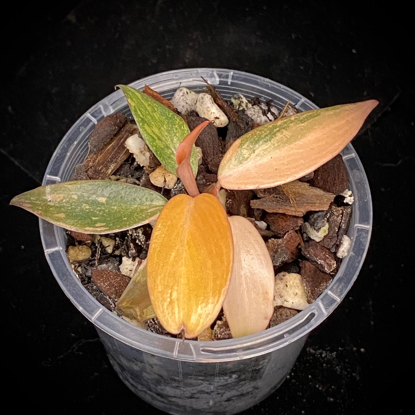 Philodendron Orange Princess A