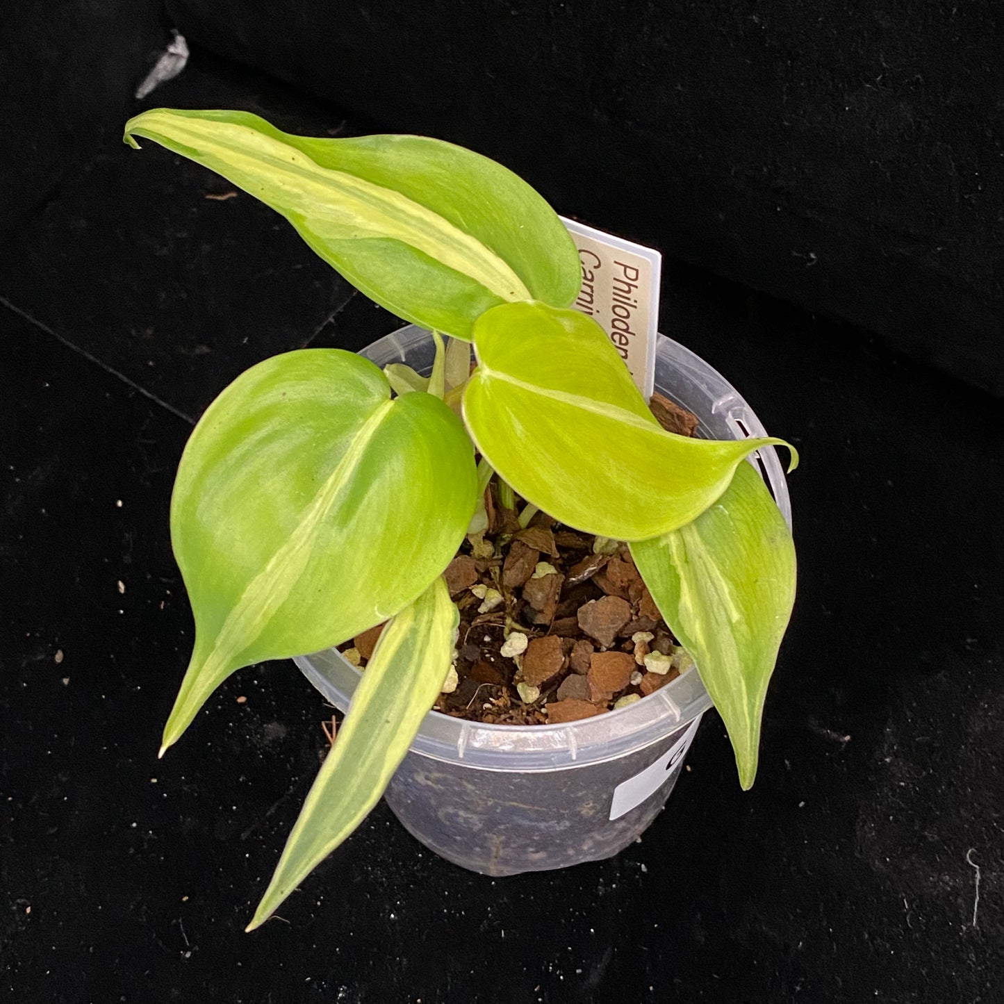 Philodendron Carnival G