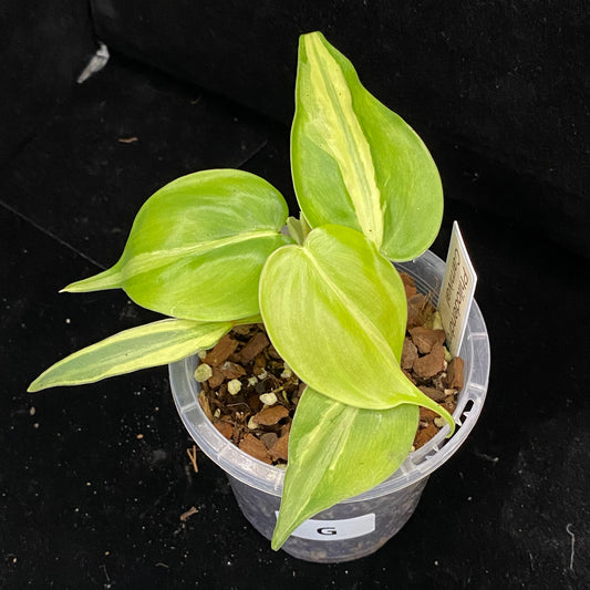 Philodendron Carnival G