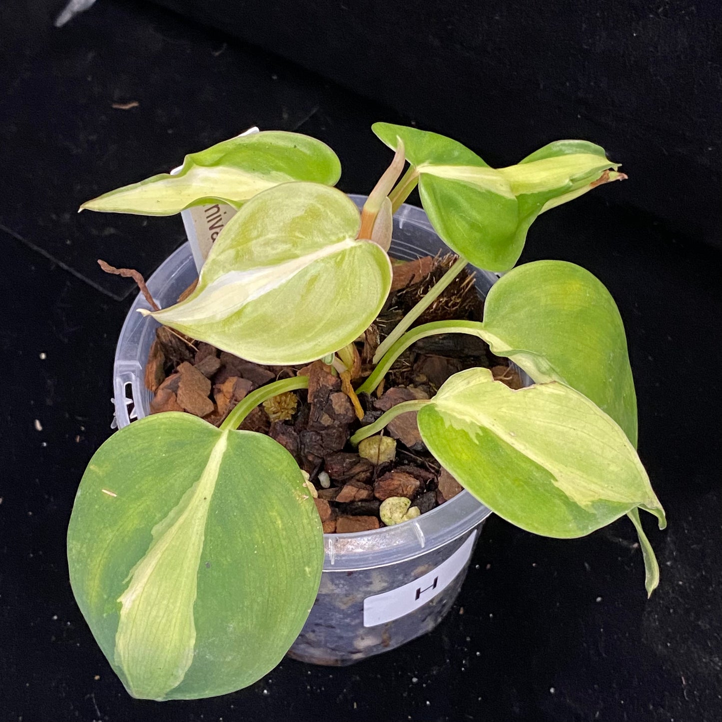 Philodendron Carnival H