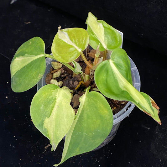 Philodendron Carnival H