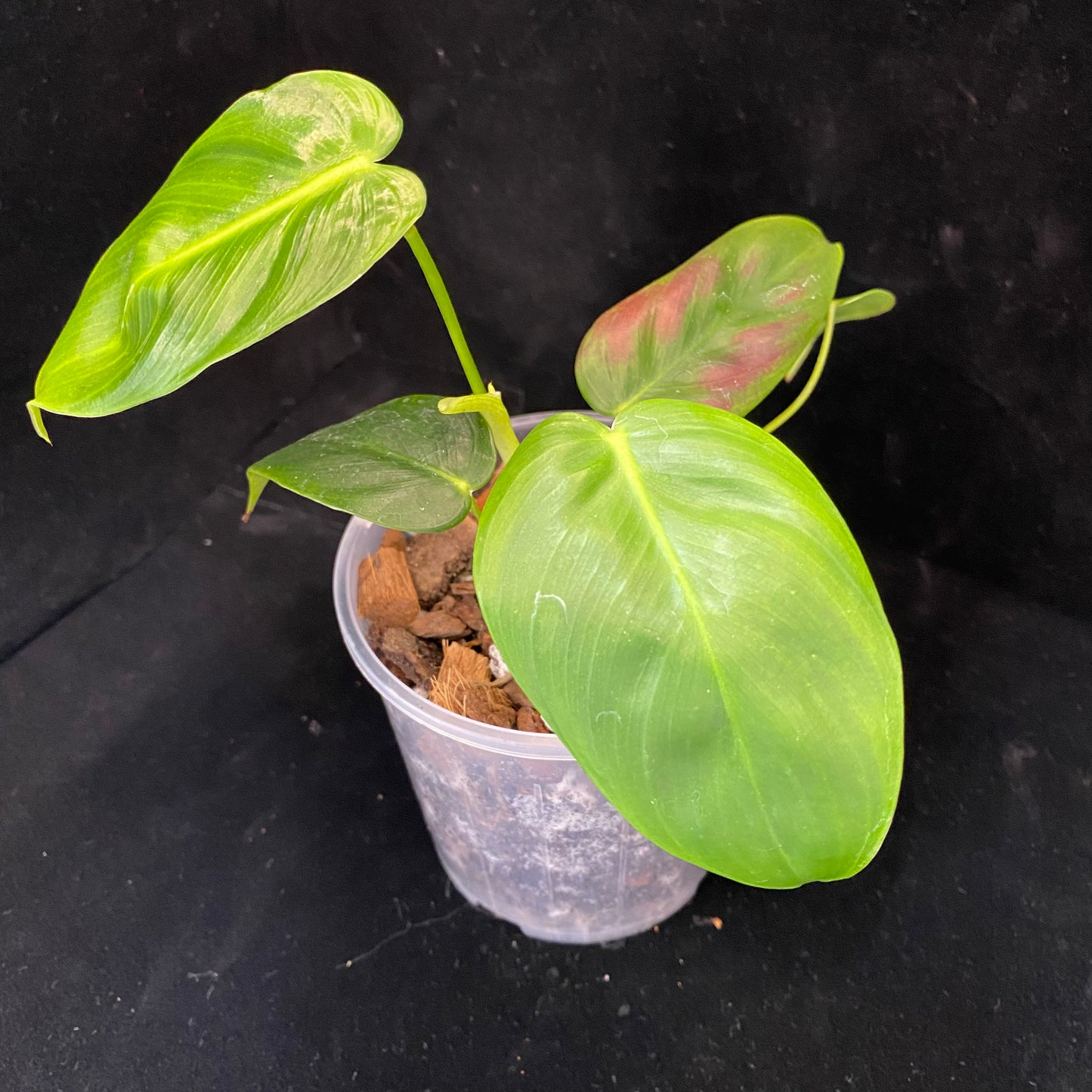 Philodendron Esmeraldense Z