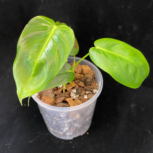 Philodendron Esmeraldense Z