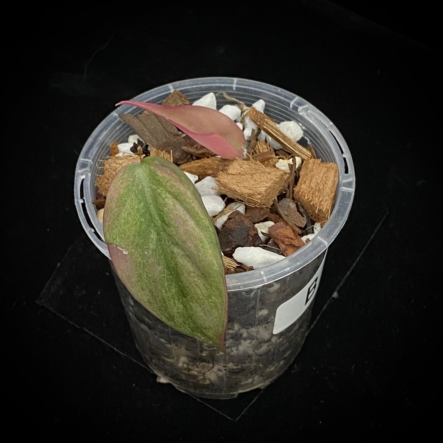 Philodendron Pink Mint Micans B