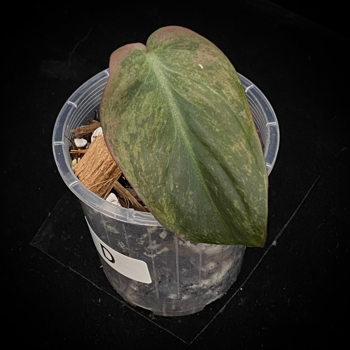 Philodendron Pink Mint Micans D