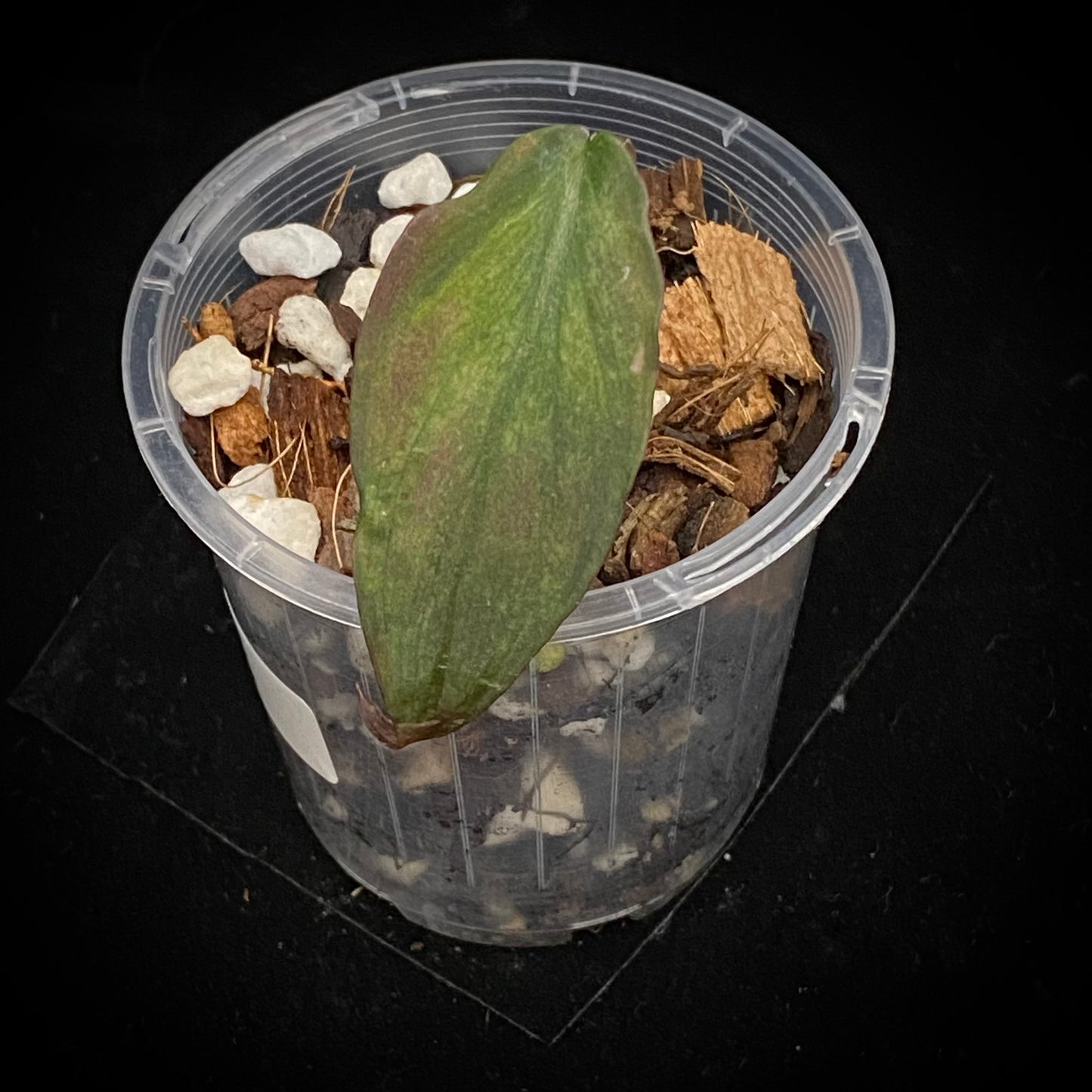 Philodendron Pink Mint Micans E