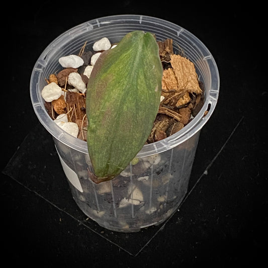 Philodendron Pink Mint Micans E