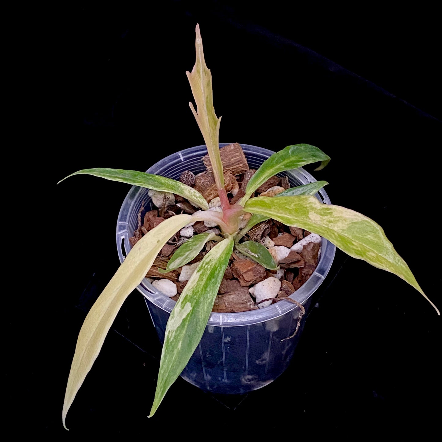 Philodendron Tortum Variegated A