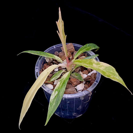 Philodendron Tortum Variegated A