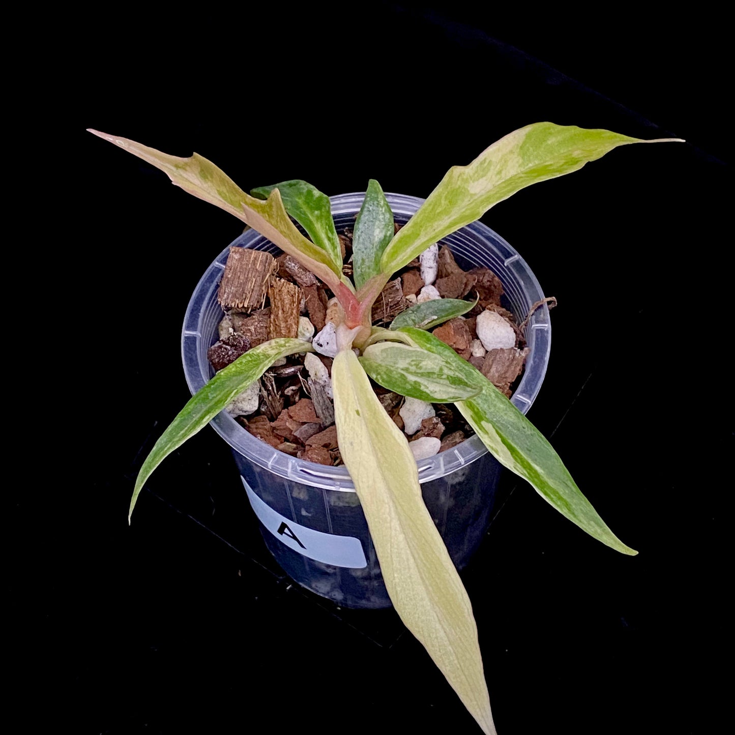 Philodendron Tortum Variegated A