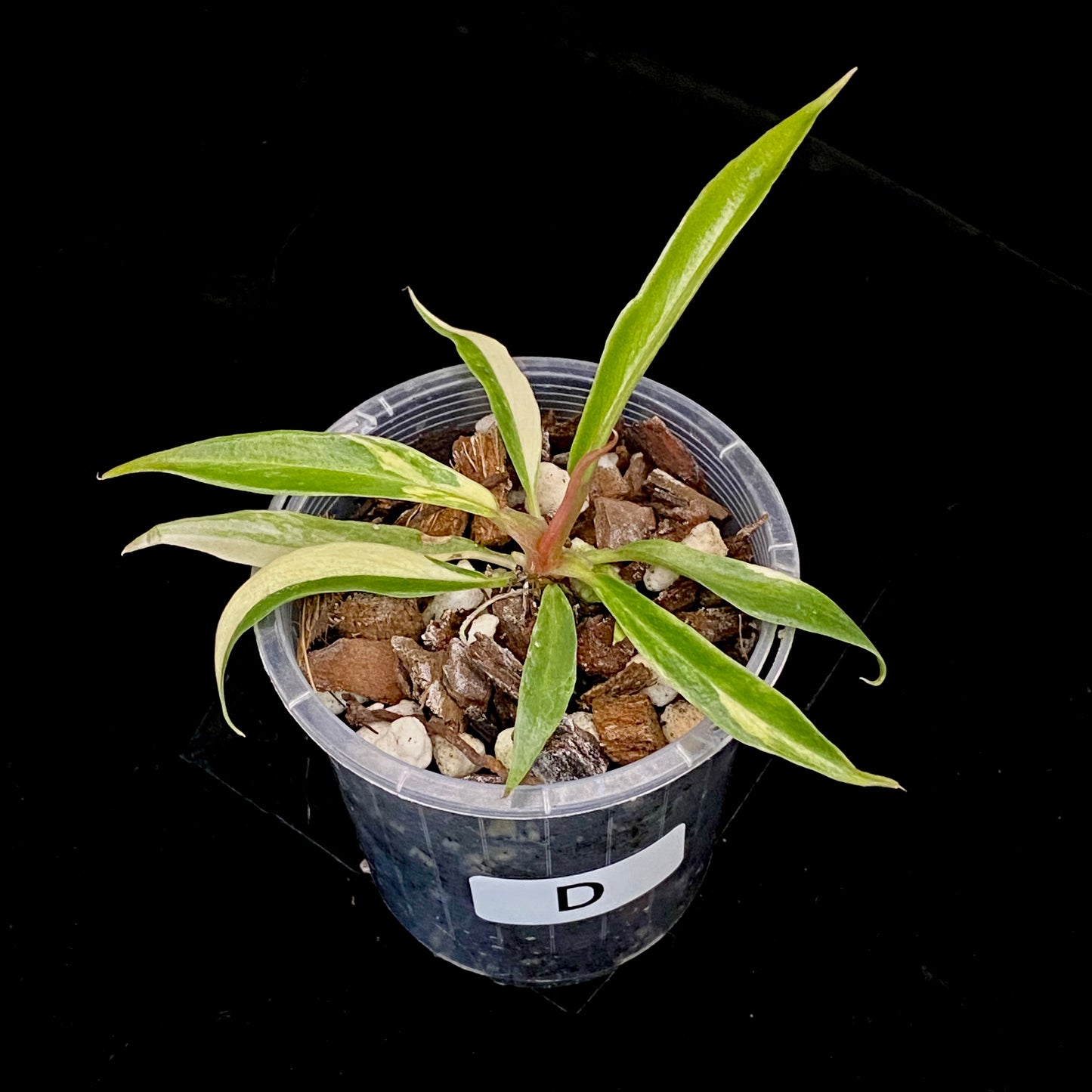 Philodendron Tortum Variegated D