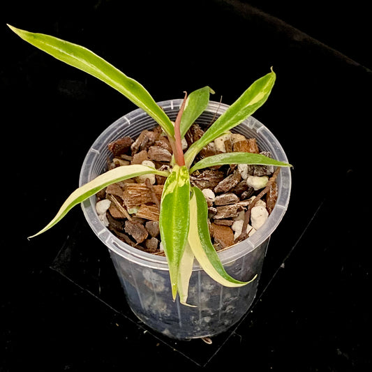 Philodendron Tortum Variegated D