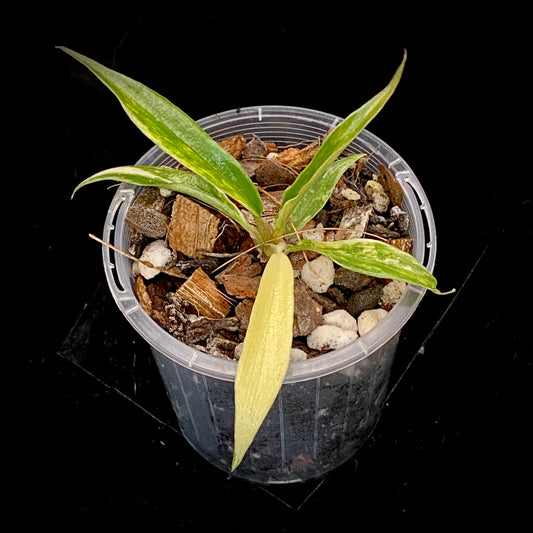 Philodendron Tortum Variegated E