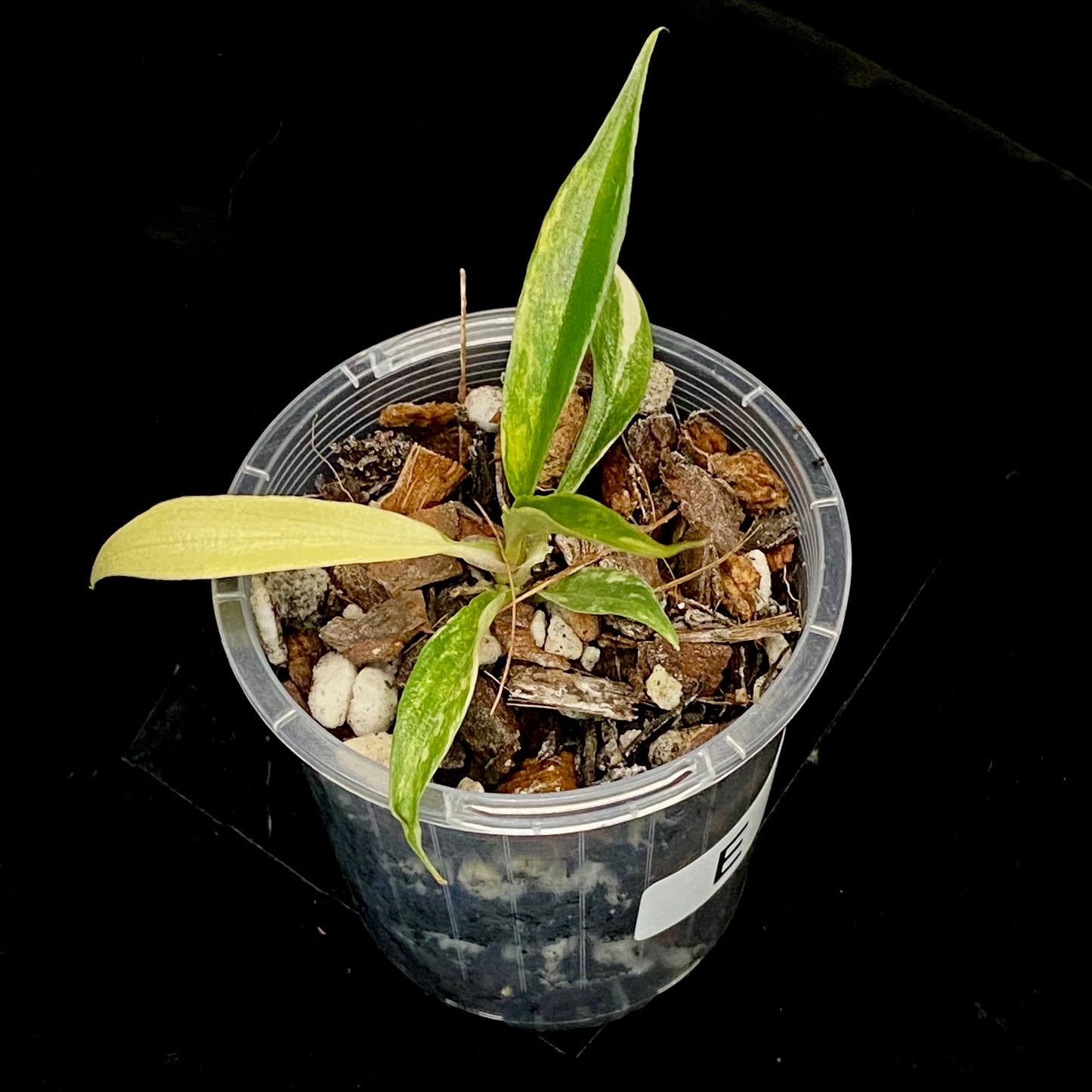 Philodendron Tortum Variegated E