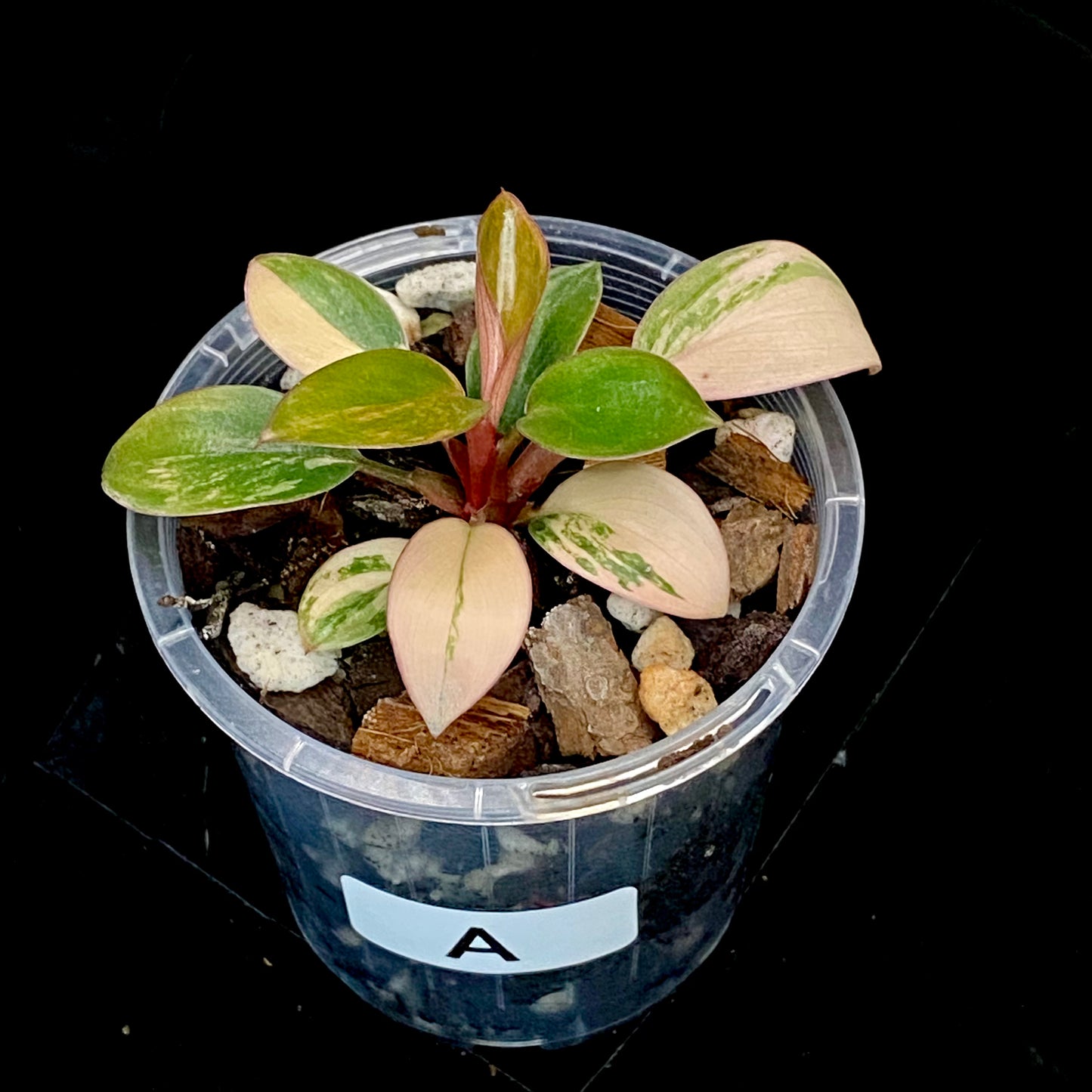 Philodendron Red Congo Variegated A