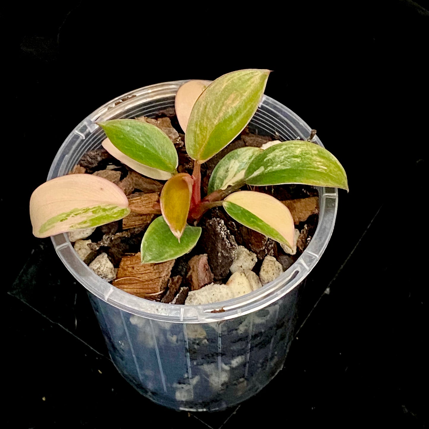 Philodendron Red Congo Variegated A